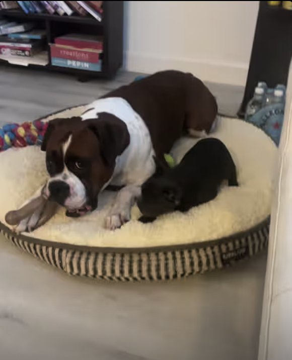 Frenchie is trying to play with her big brother !!!